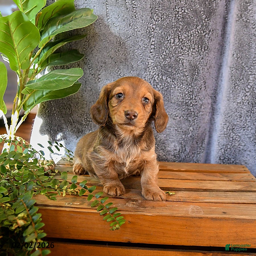 Miniature Dachshund dogs for sale: Macey - Ad 4