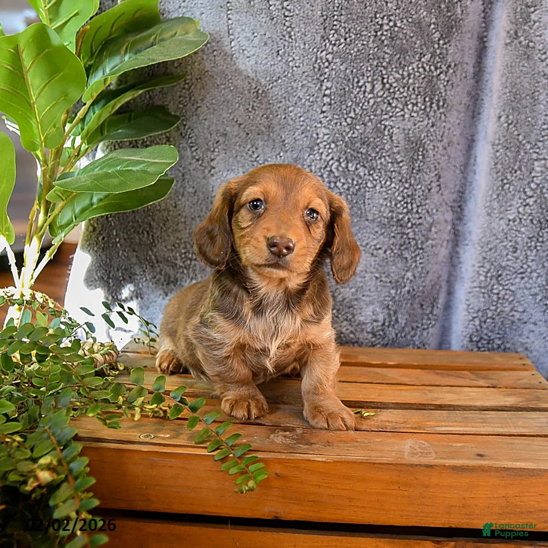 Miniature Dachshund dogs for sale: Macey - Ad 1