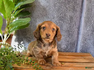 Miniature Dachshund dogs for sale: Macey - Ad 4