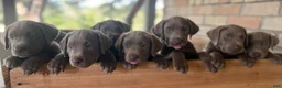 Labrador Retriever dogs for sale: Blue- Male - Ad 5