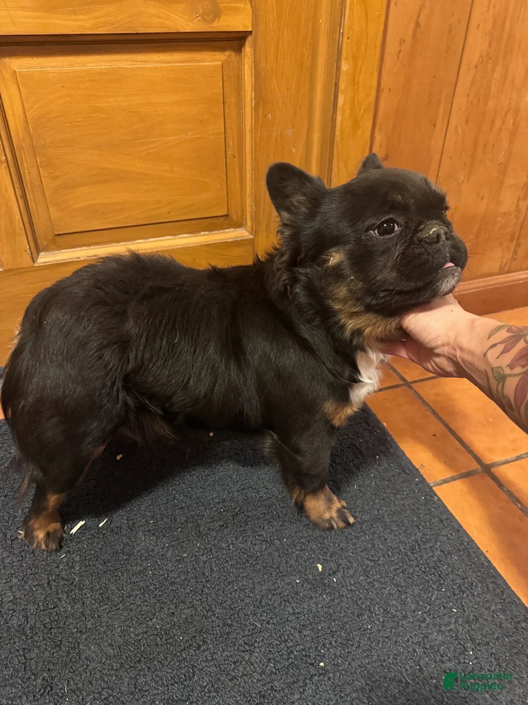 French Bulldog dogs for sale: Gus - Ad 5