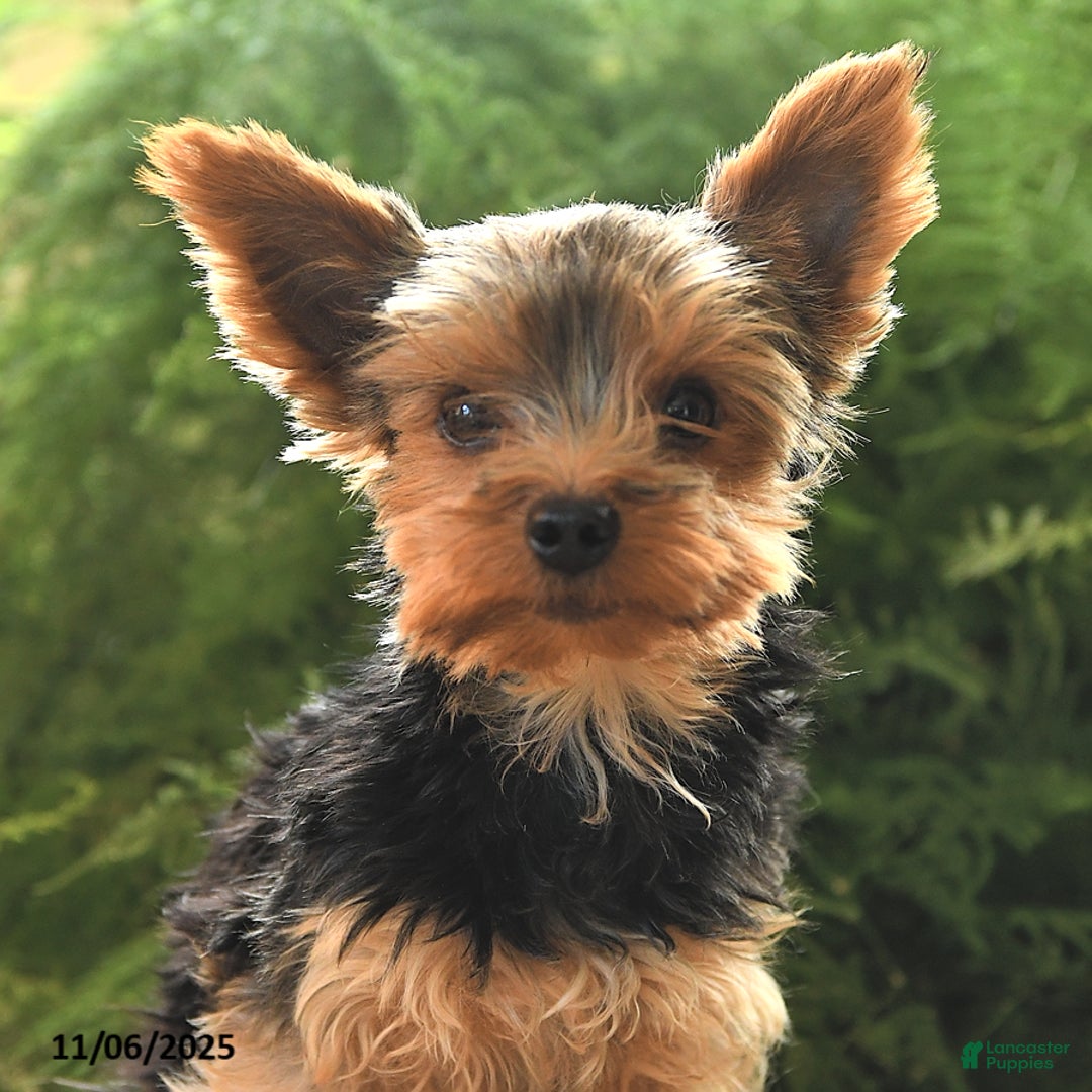 Yorkshire Terrier dogs for sale: Little Mowgli - Ad 2