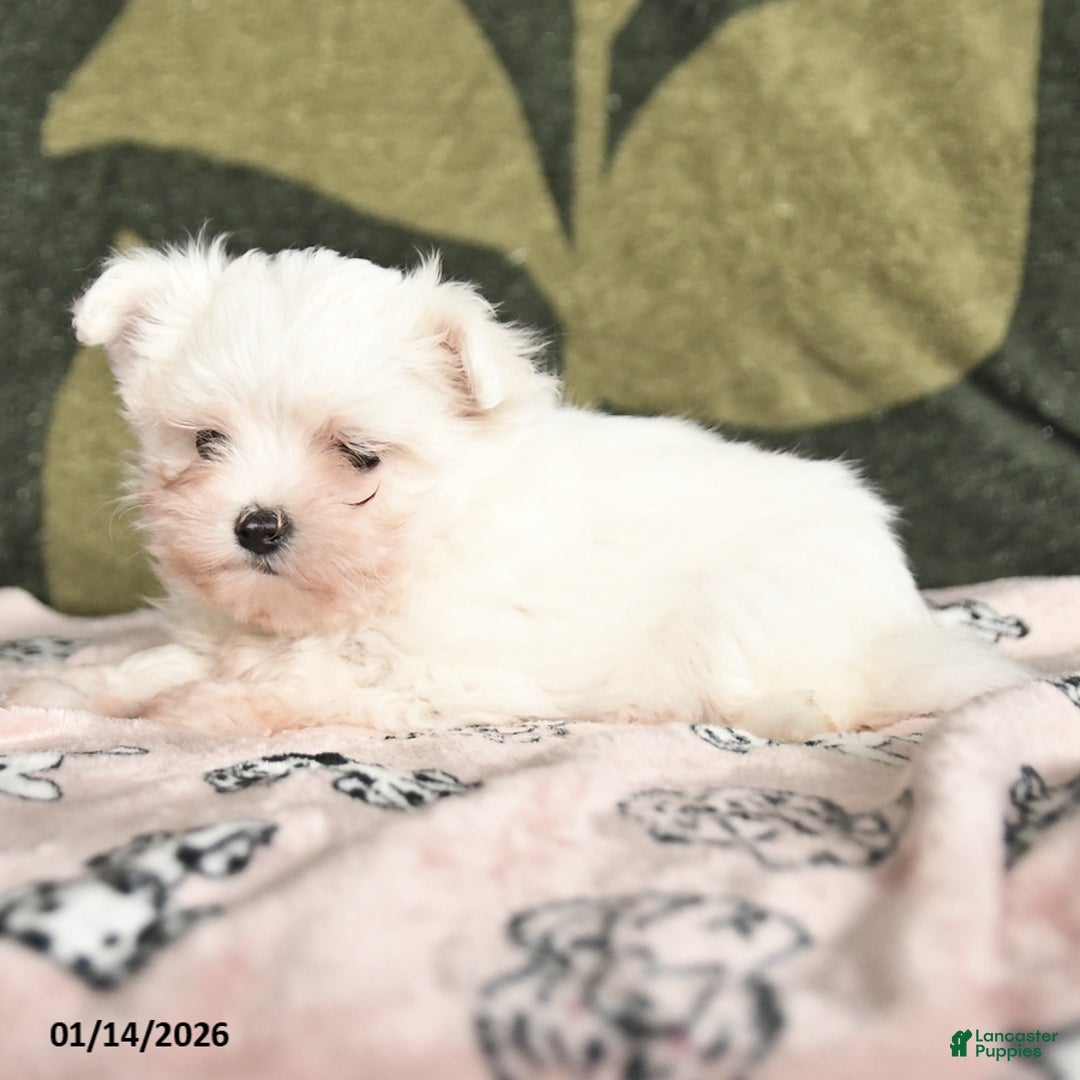 Maltese dogs for sale: Iris - Ad 4