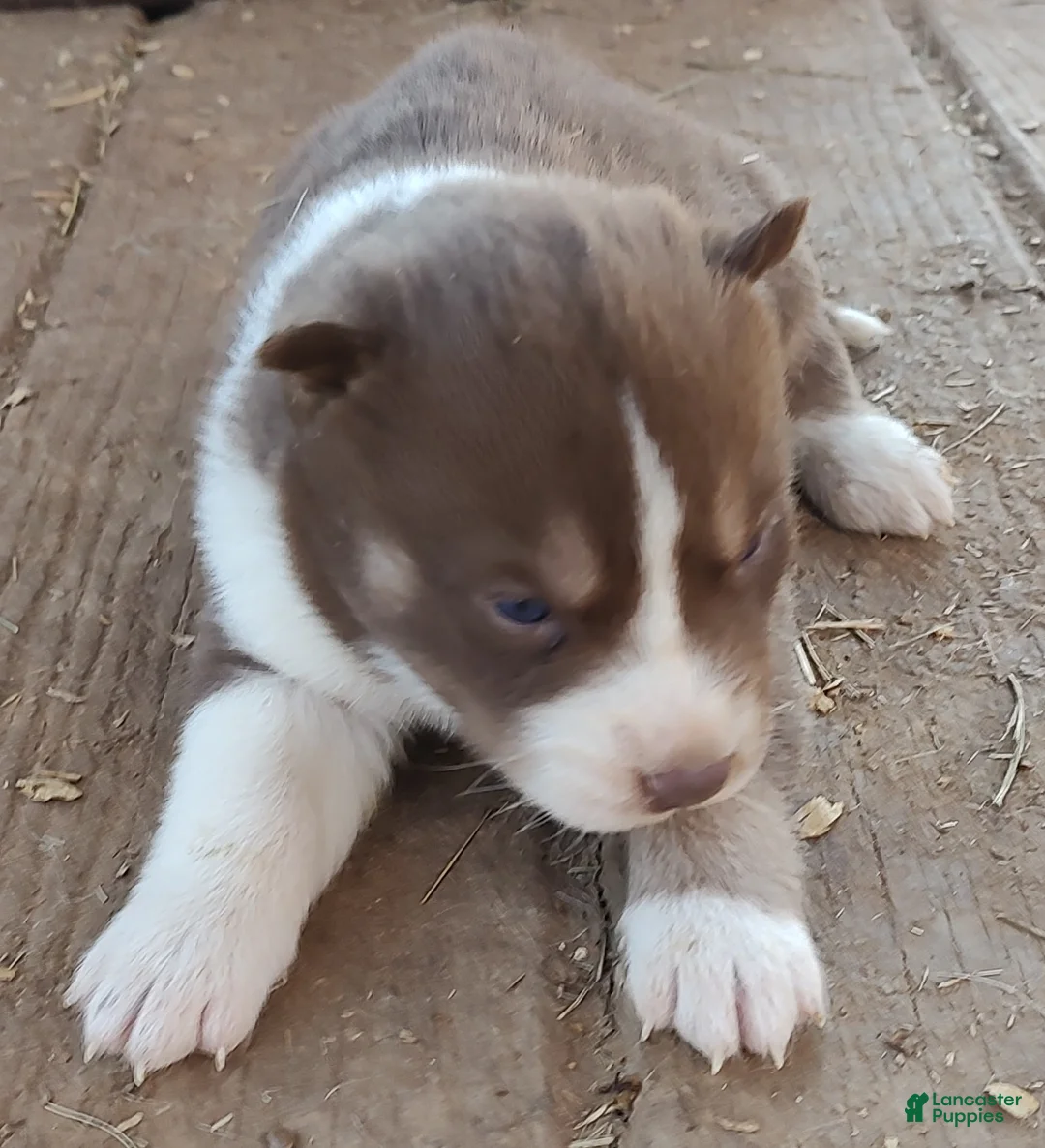 Siberian Husky dogs for sale: Siberian Husky Puppy 1 - Ad 12