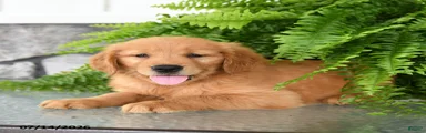 Nala