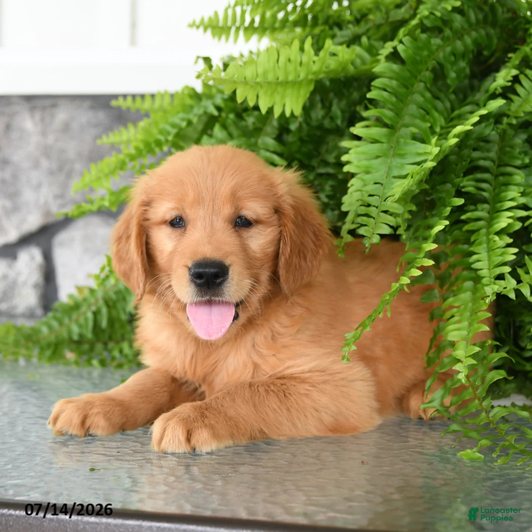 Golden Retriever dogs for sale: Nala - Ad 1