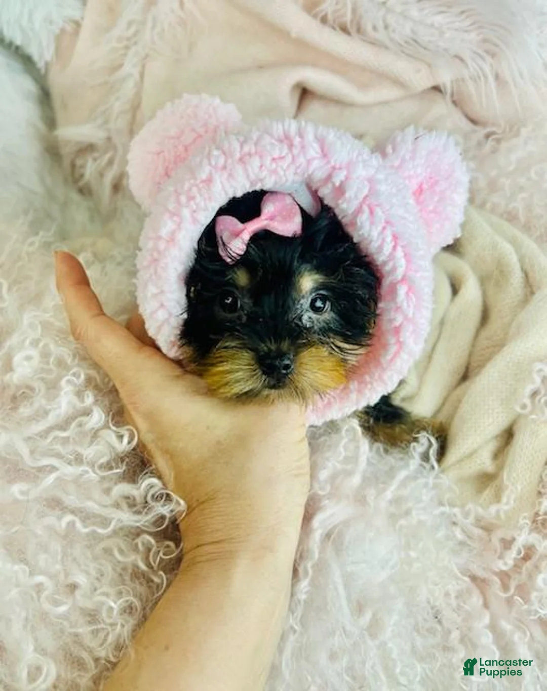 Yorkshire Terrier dogs for sale: Yorkshire Terrier Puppy 1 - Ad 1