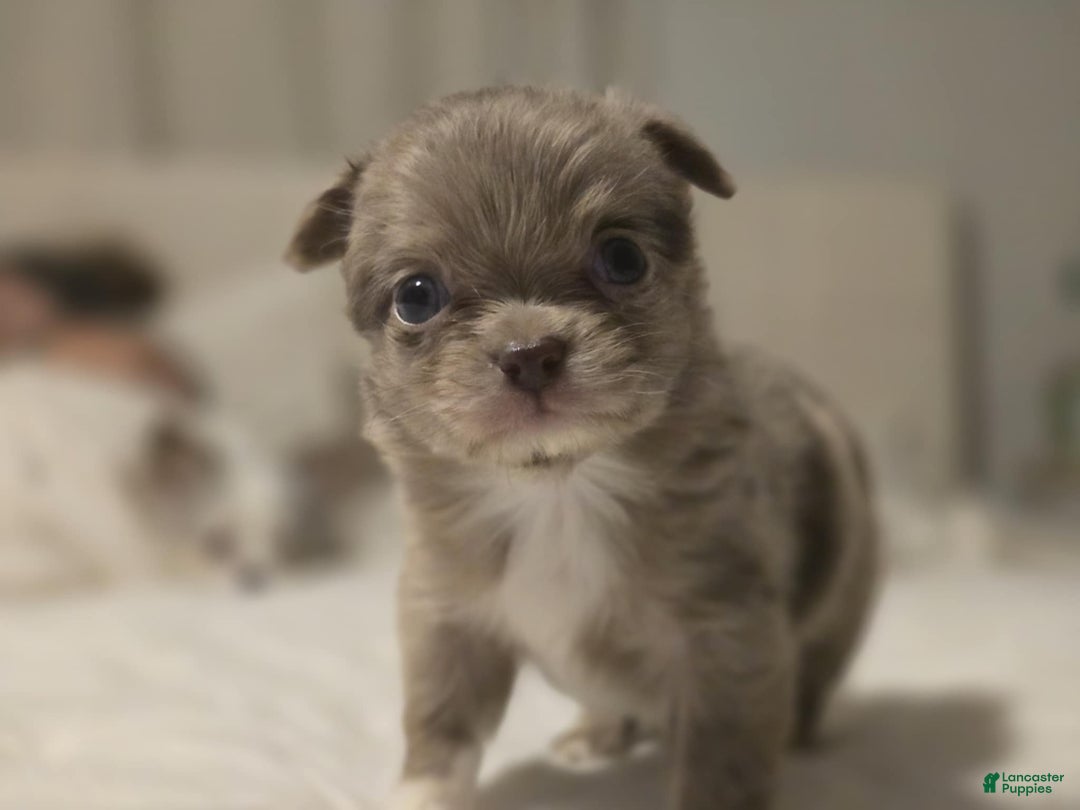 Chihuahua dogs for sale: jake - Ad 3