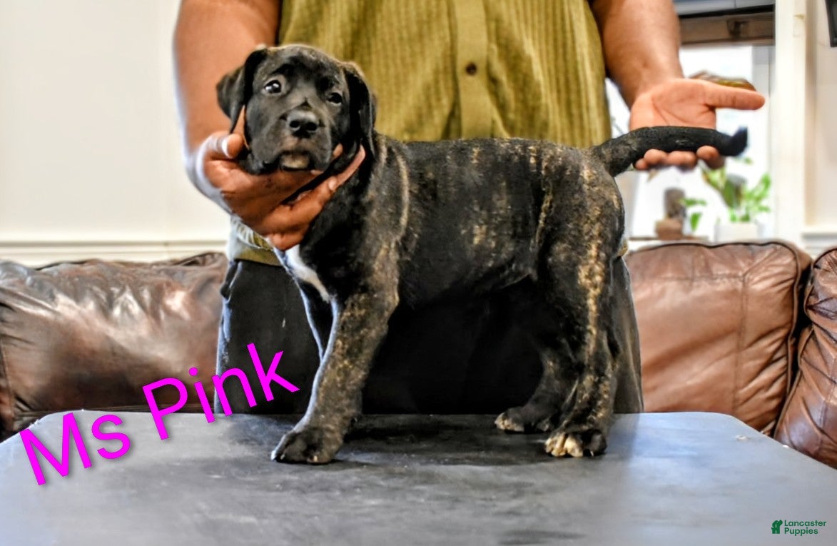 Presa Canario dogs Ms Pink - Ad 1
