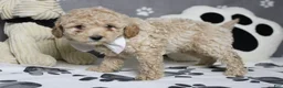 Havapoo dogs for sale: Willie  - Ad 10