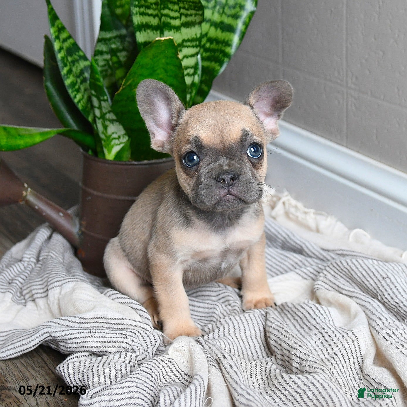 French Bulldog dogs for sale: Layla - Ad 3
