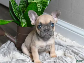 French Bulldog dogs for sale: Layla - Ad 3