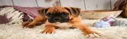 Boxer dogs for sale: Gracie - Ad 4