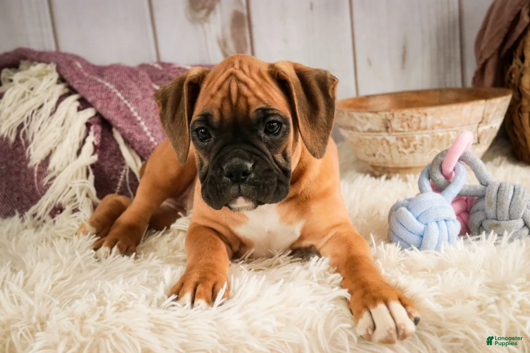 Boxer dogs for sale: Gracie - Ad 4