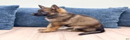 German Shepherd dogs for sale: Jewell - Ad 3