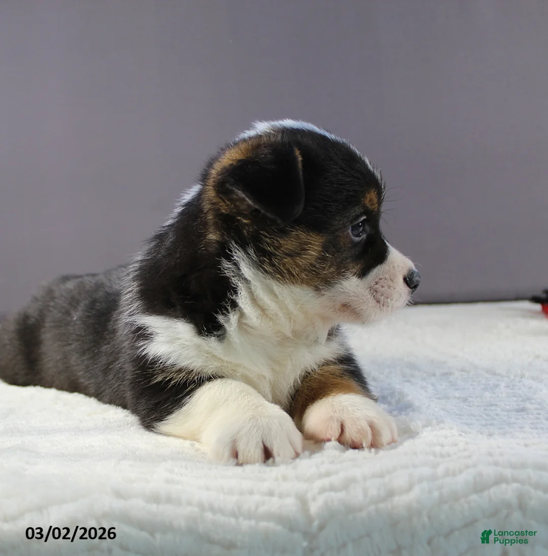 Welsh Corgi Pembroke dogs for sale: Rover - Ad 2