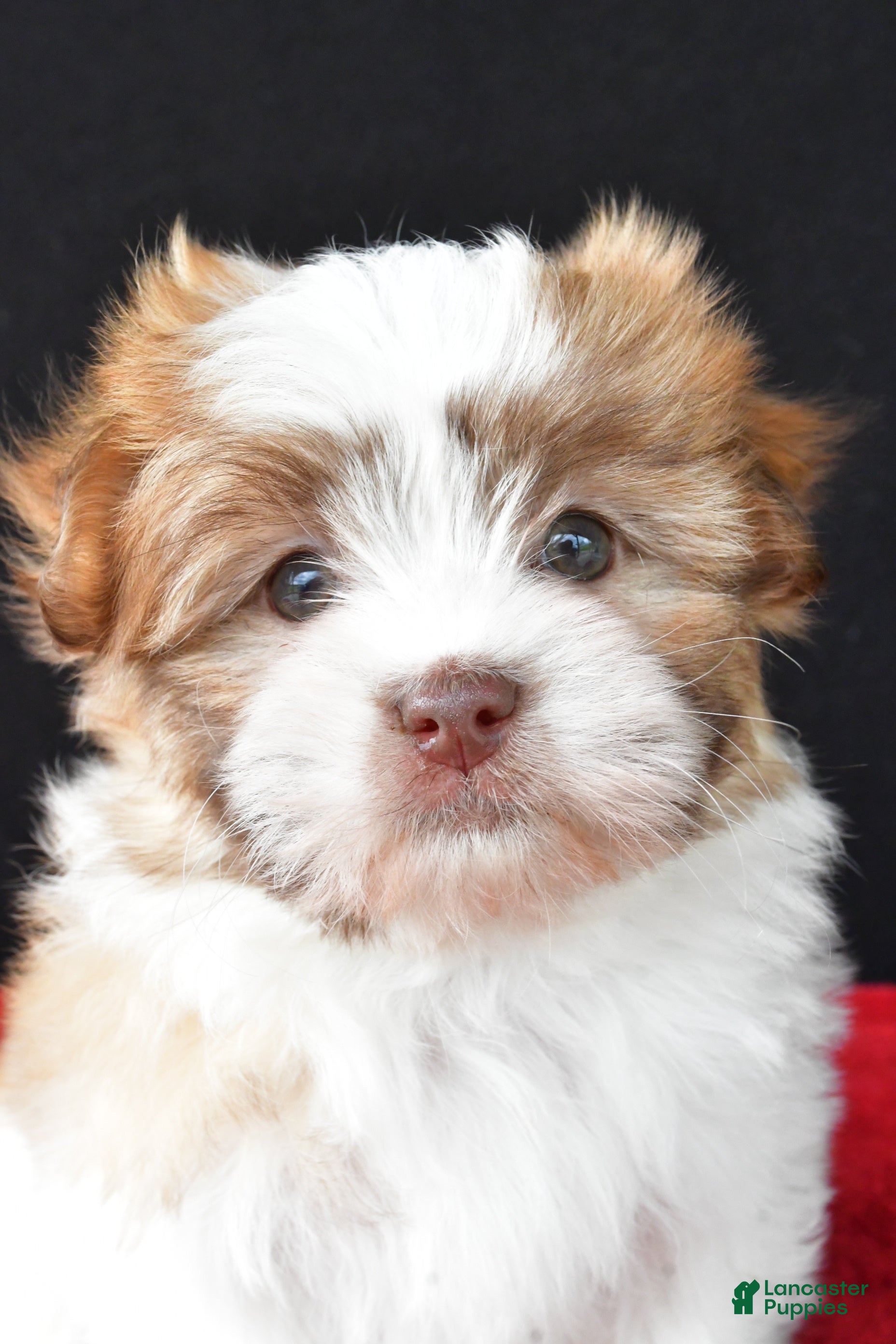 Malshi dogs Jessica - Ad 2