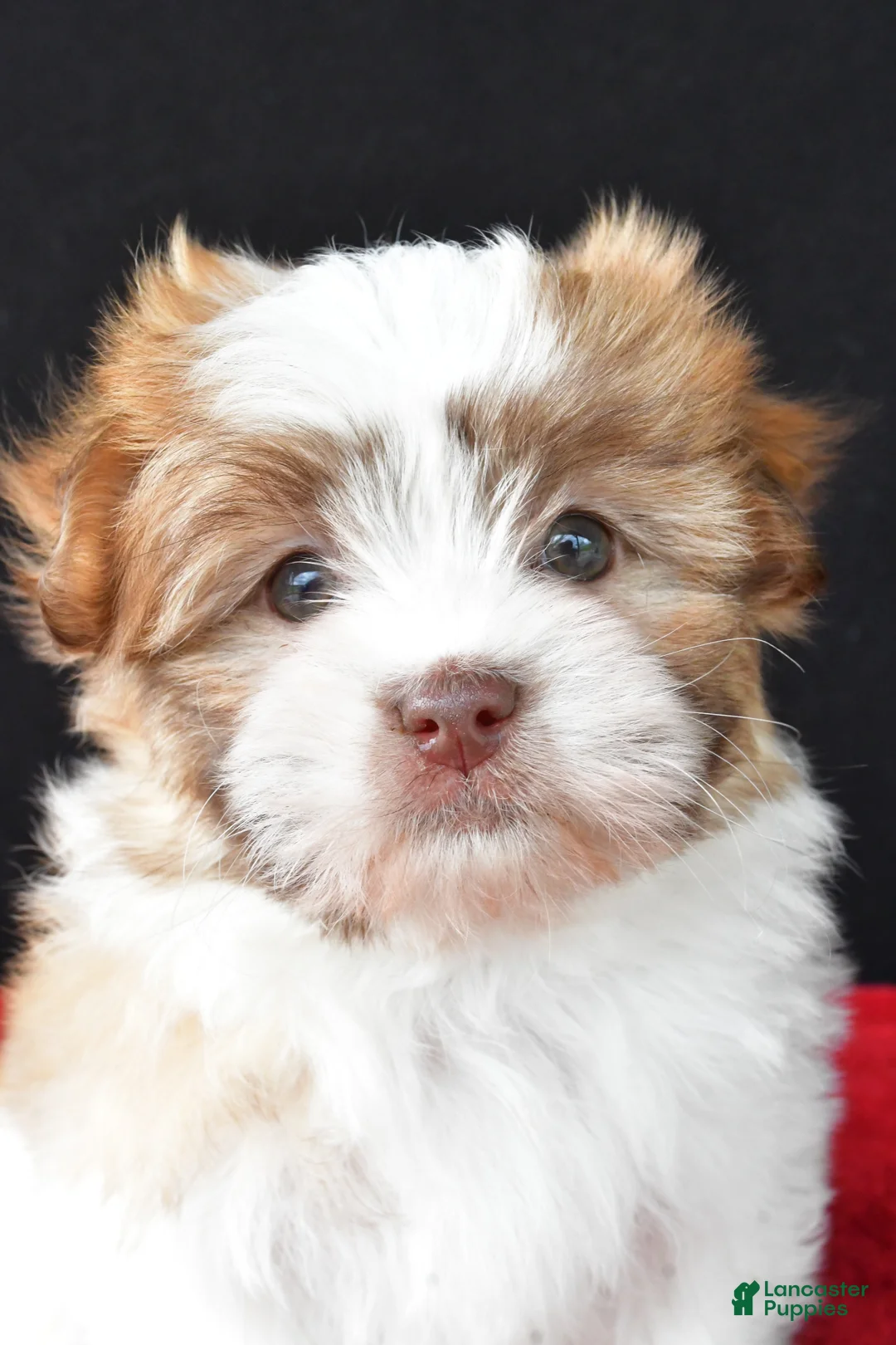 Malshi dogs for sale: Jessica - Ad 2