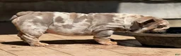English Bulldog dogs for sale: Peach - Ad 7