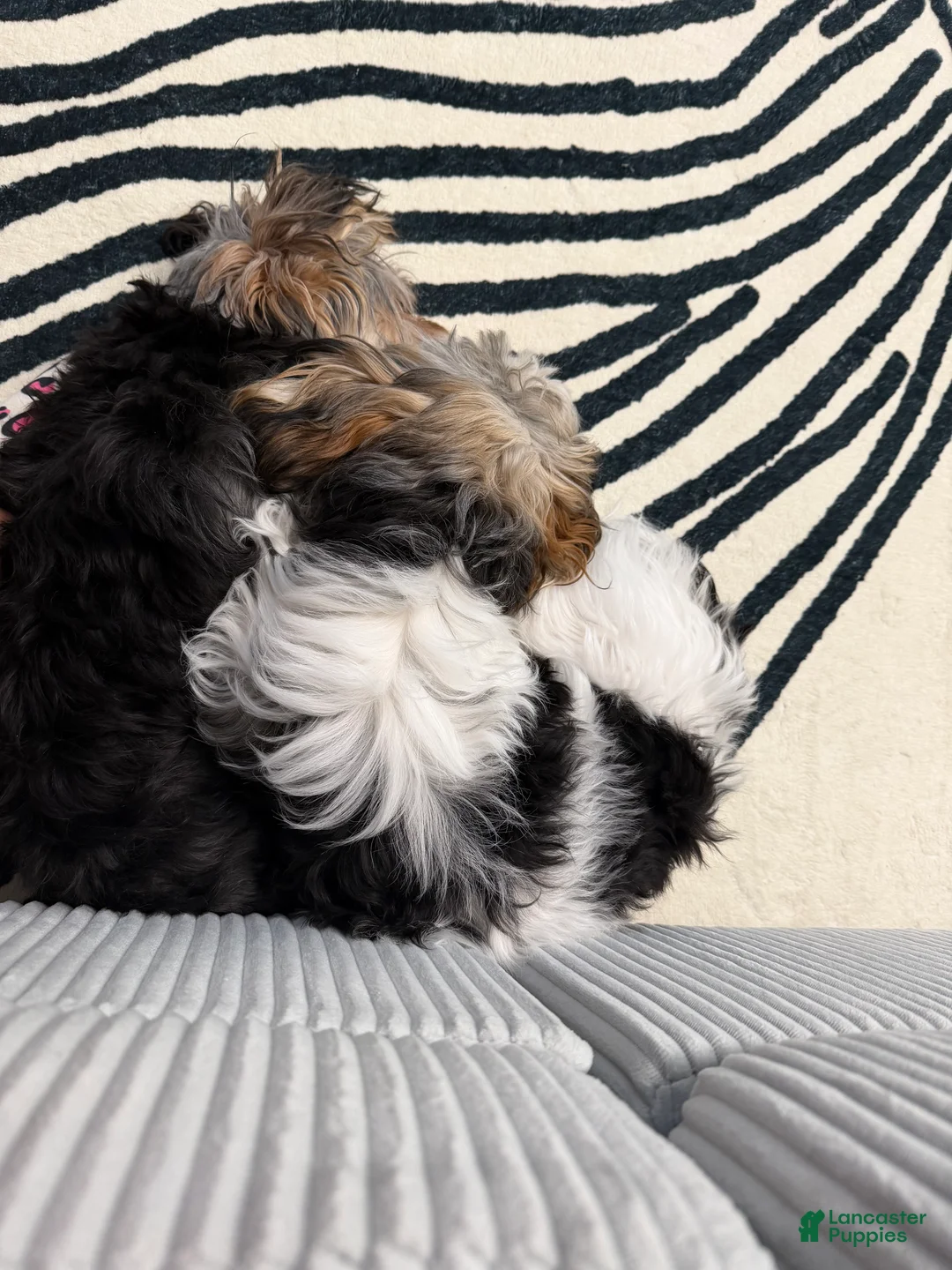 Morkie dogs for sale: Morkie Puppy 2 - Ad 8