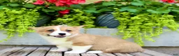Welsh Corgi Pembroke dogs for sale: Rose - Ad 6