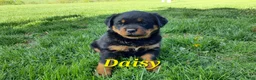 Rottweiler dogs for sale: AKC Daisy - Ad 3