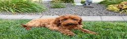 Cockapoo dogs for sale: Shellie - Ad 5