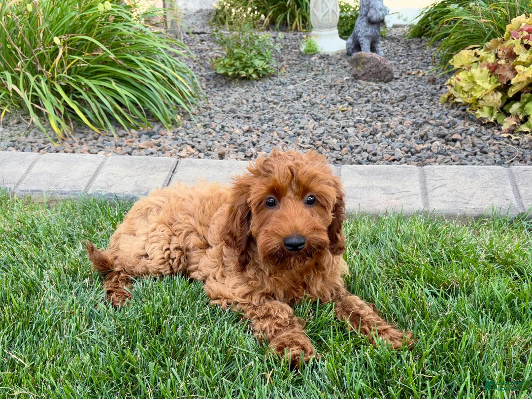 Cockapoo dogs for sale: Shellie - Ad 5