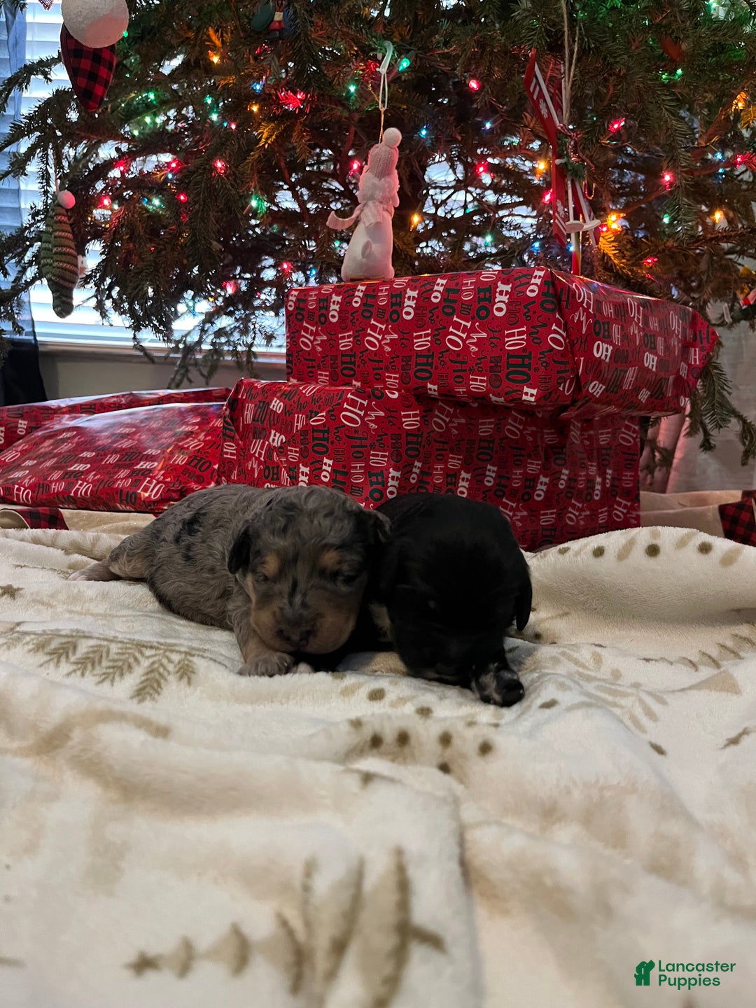 Goldendoodle dogs for sale: Goldendoodle Puppy 2 - Ad 2