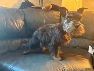 Miniature Schnauzer dogs Pepe - Ad 12