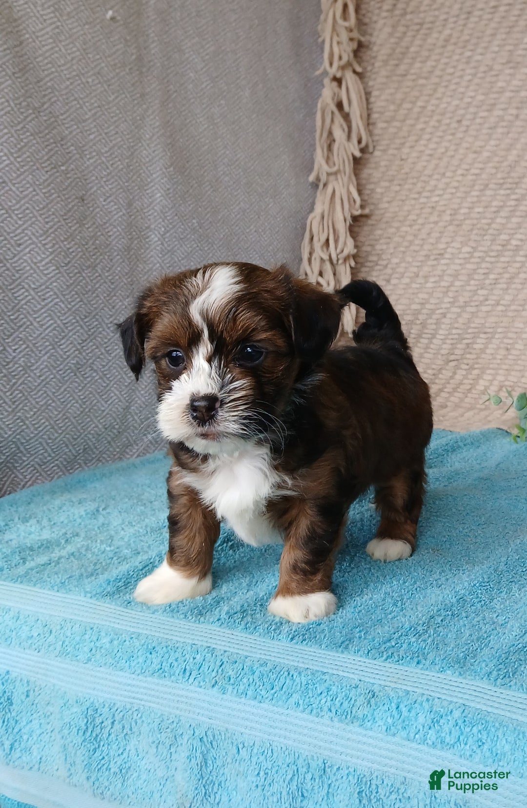 Havanese dogs for sale: Pearl  - Ad 7