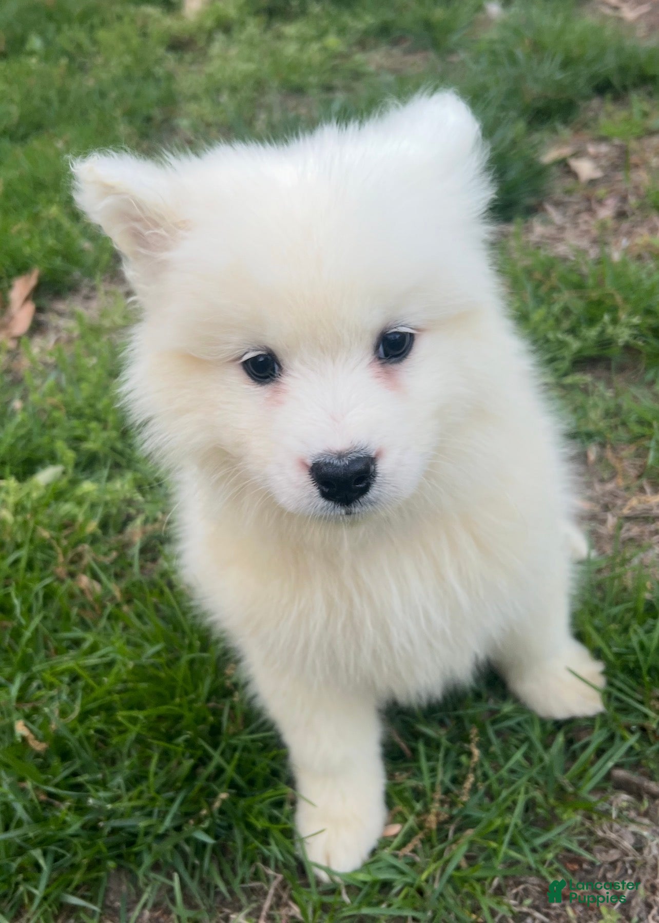 Samoyed dogs Samoyed Puppy 6 - Ad 17