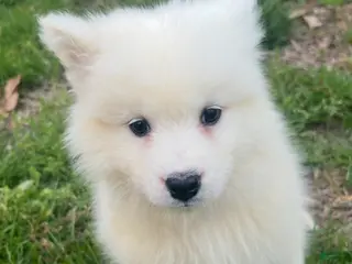 Samoyed dogs Samoyed Puppy 6 - Ad 17