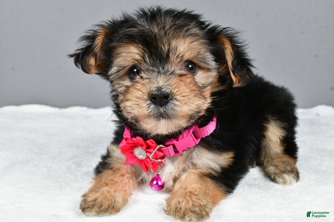 Morkie Puppies for sale in Ohio Lancaster Puppies