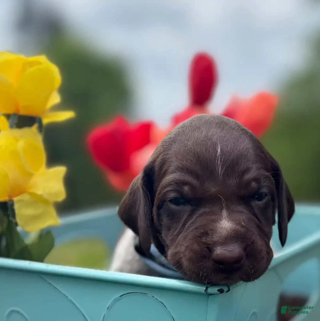 German Shorthaired Pointer dogs for sale: Remington - Ad 2