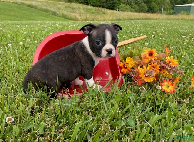 Boston Terrier dogs Mindy - Ad 1