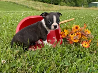 Boston Terrier dogs for sale: Mindy - Ad 1