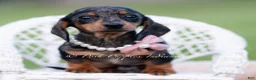 Miniature Dachshund dogs for sale: Sadie AKC - Ad 7