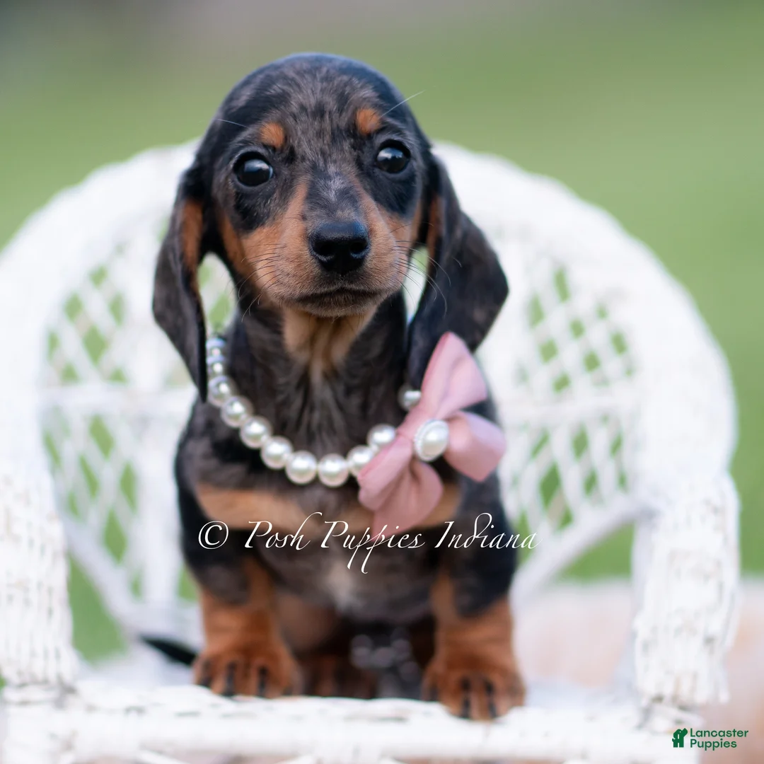 Miniature Dachshund dogs for sale: Sadie AKC - Ad 7