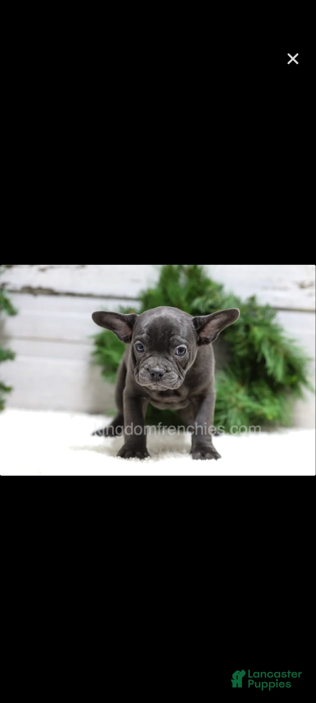 French Bulldog dogs for sale: Carter - Ad 2
