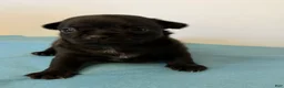 Chihuahua dogs for sale: Panther - Ad 13