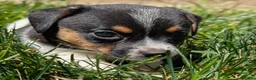 Jack Russell Terrier dogs for sale: King - Ad 7