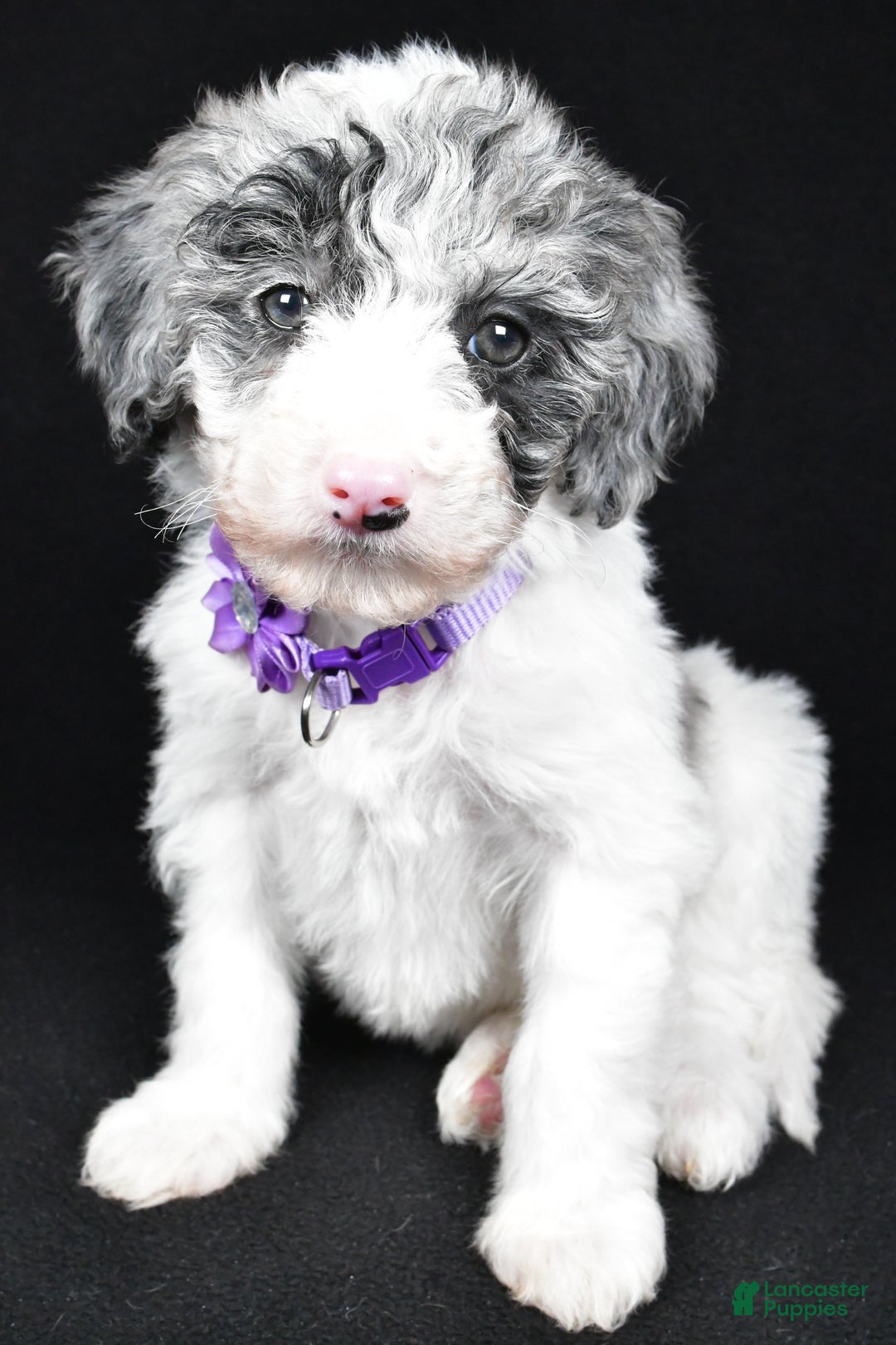Sheepadoodle dogs for sale: Clover - Ad 6