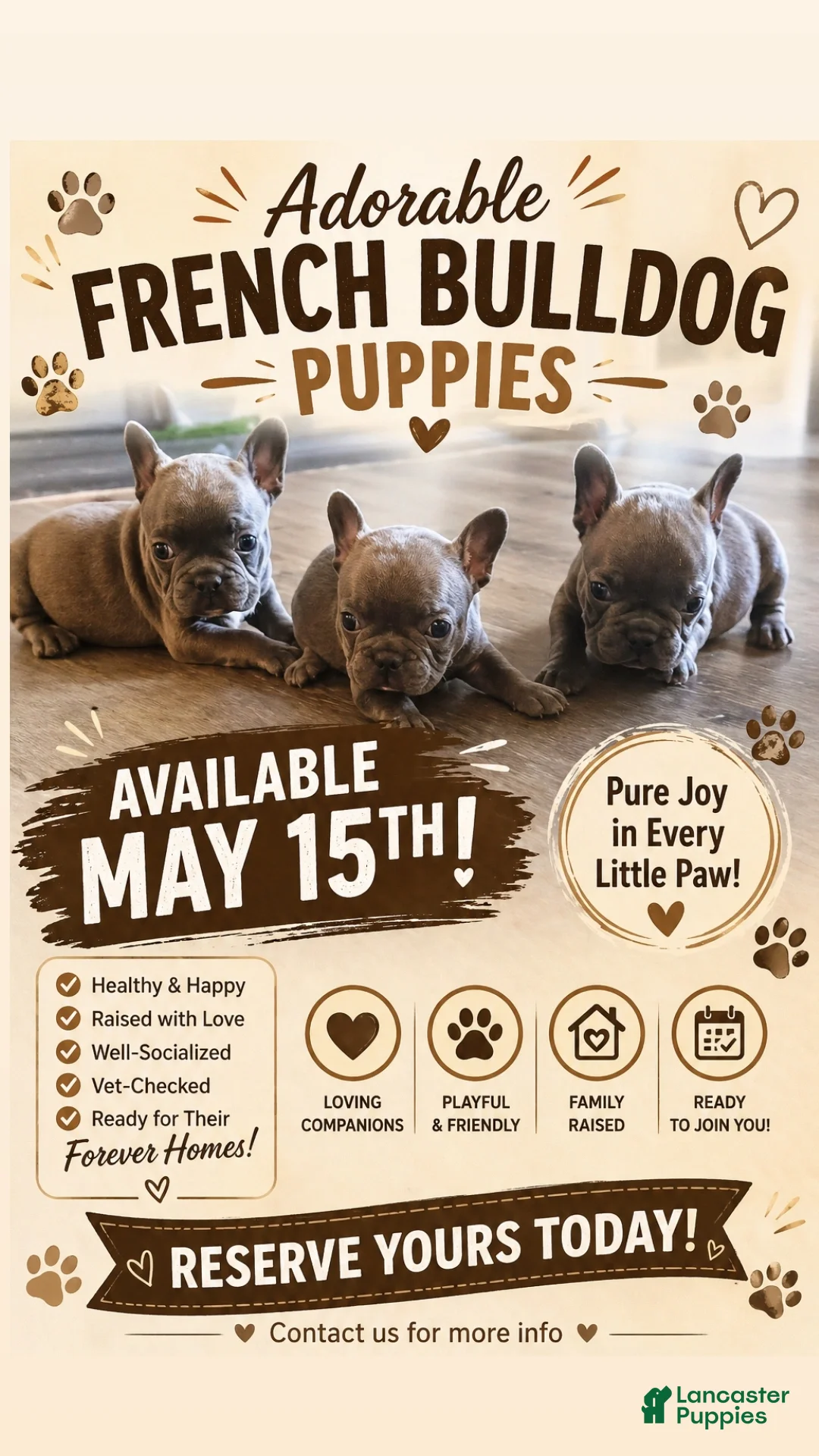 French Bulldog dogs for sale: French Bulldog Puppy 7 - Ad 1