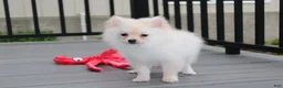 Pomeranian dogs for sale: Cooper  - Ad 3