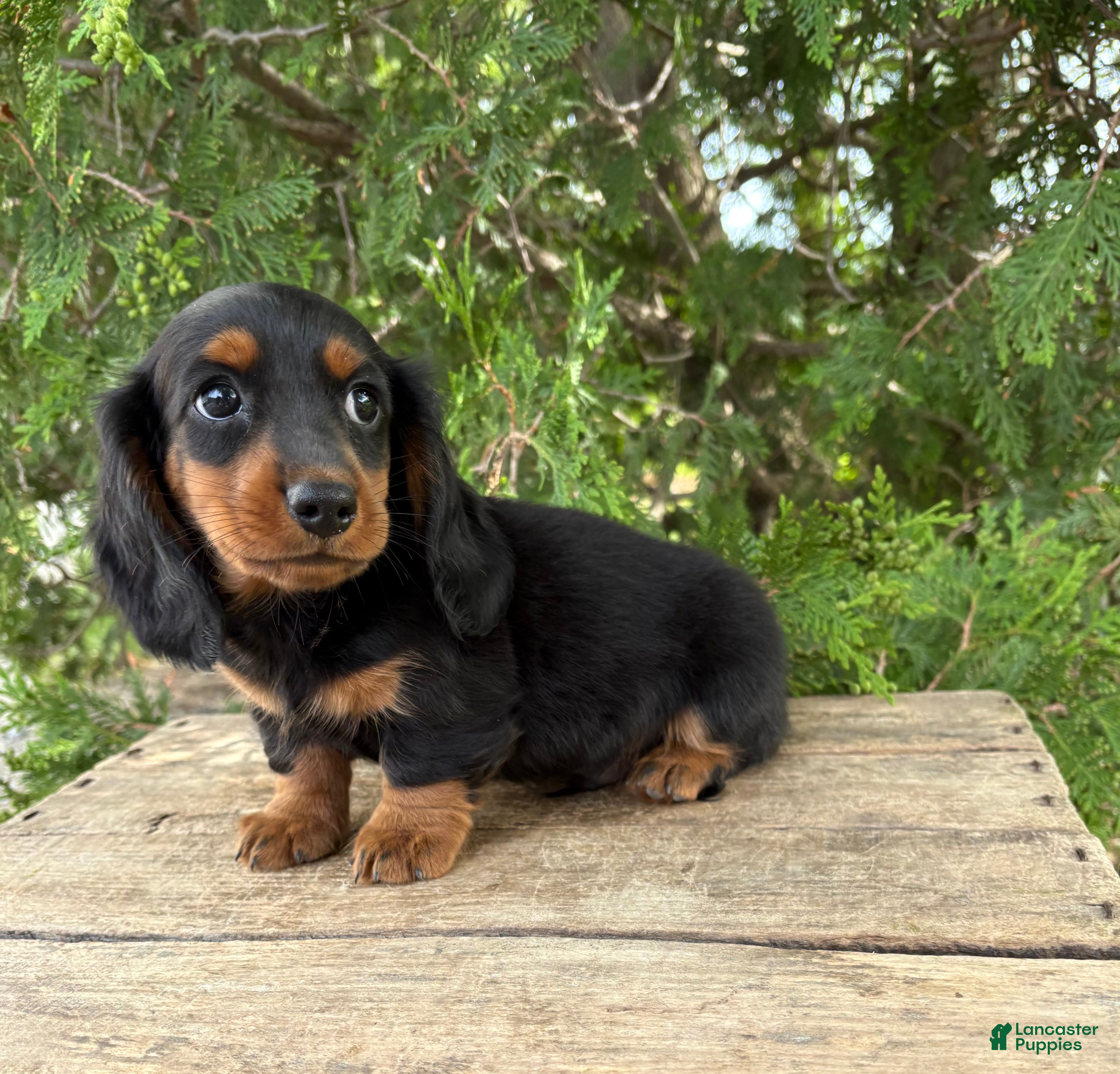Dachshund dogs Monroe - Ad 2
