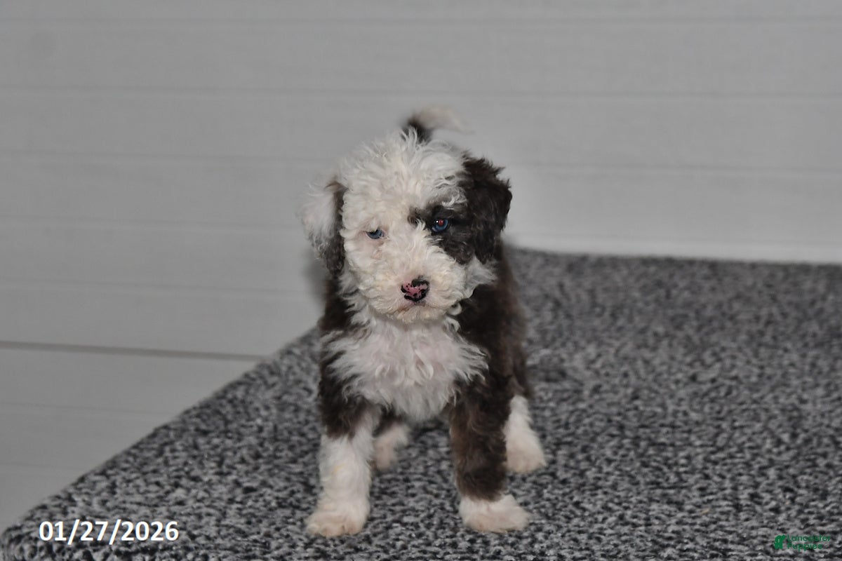 Mini Sheepadoodle dogs Frosty - Ad 2