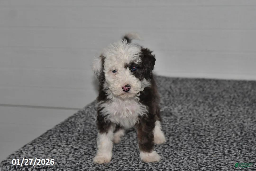 Mini Sheepadoodle dogs for sale: Frosty - Ad 2