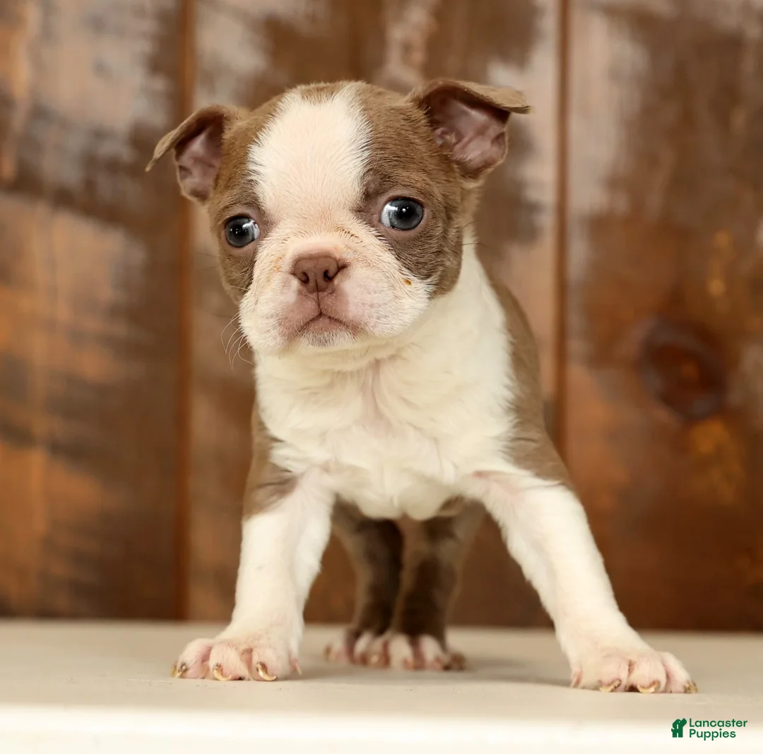 Boston Terrier dogs for sale: Reba - Ad 2