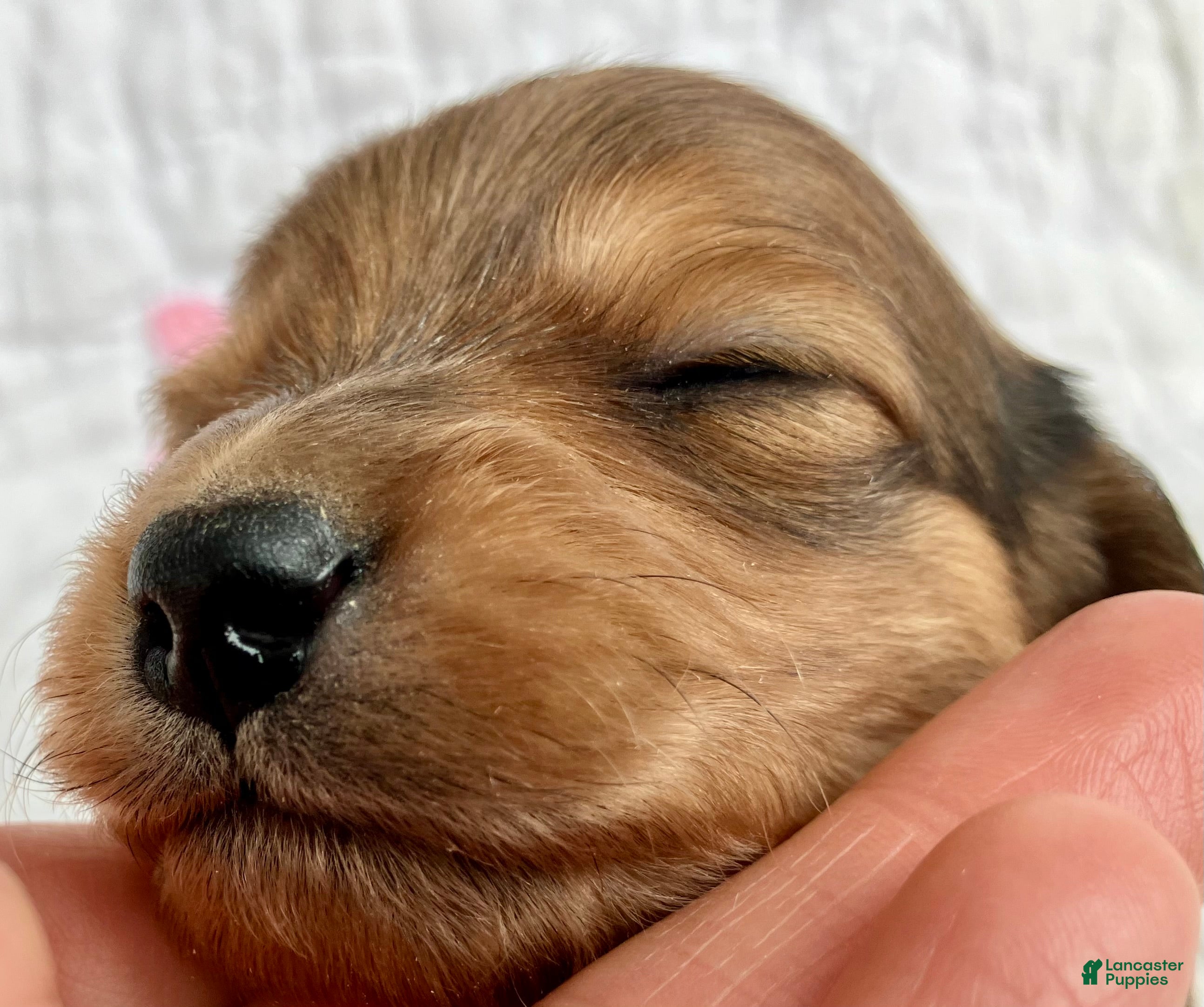 Miniature Dachshund dogs Coco Bean of St. Wiggles - Ad 17